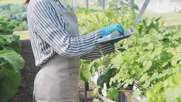 female farmer working early on farm holding wood basket of fresh vegetables and tablet video