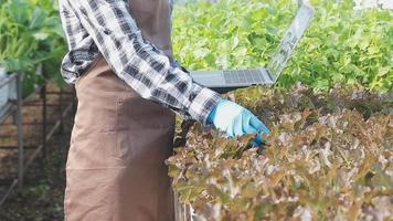 female farmer working early on farm holding wood basket of fresh vegetables and tablet video