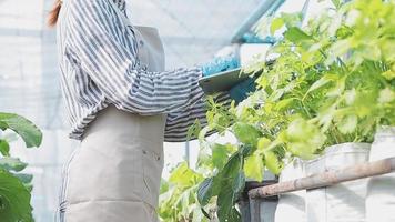 female farmer working early on farm holding wood basket of fresh vegetables and tablet video