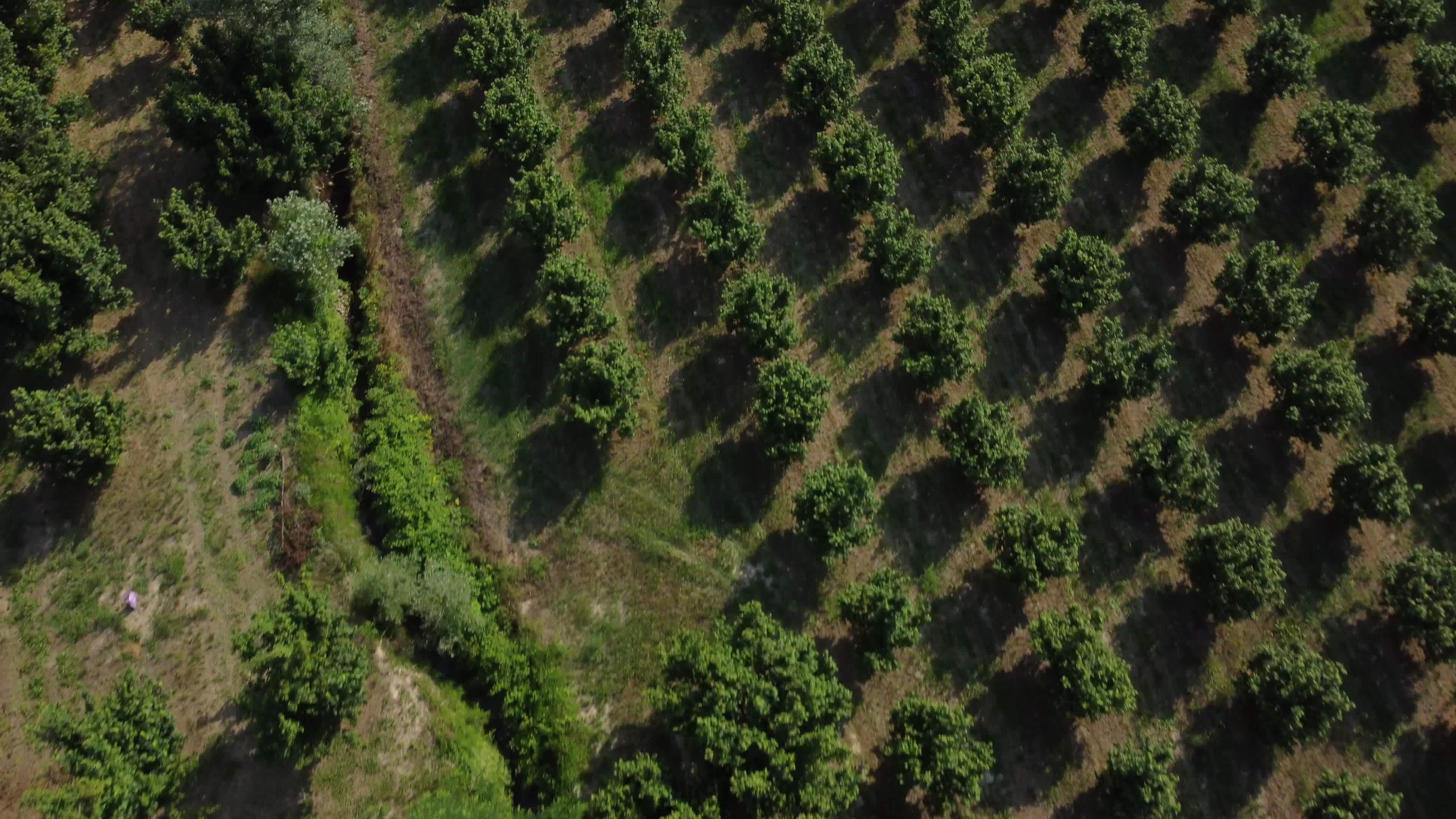 Hazelnut Trees Agriculture Field Aerial View 15578038 Stock Video at