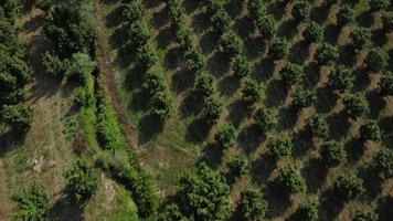 Hazelnut Trees Agriculture Field Aerial View video