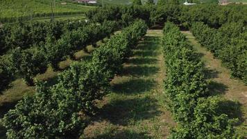 Hazelnut Trees Agriculture Field Aerial View video