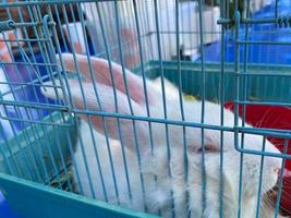 Selective focus shot of a white rabbit on a cage photo