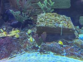 oceanarium in a hot country. The fish in the aquarium live in the water. underwater world of the sea. fish and corals, underwater plants photo