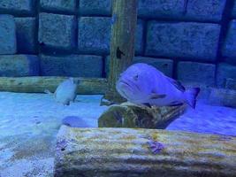 Colorful tropical fish under water photo