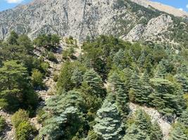 View of the coniferous forest from a great height, flight over the forest photo