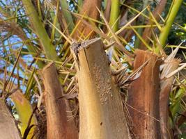 Palm tree trunk texture close up in the sun background photo