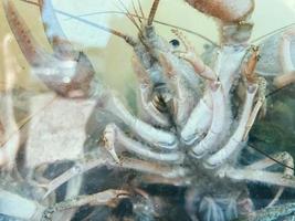 small crayfish with claws and whiskers sit on top of each other in an aquarium. cancer has a black eye, shellfish, fish. crayfish for food, fish snack photo