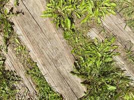 the stairs are overgrown with grass from old age. old house, path hidden behind weeds. wild plants make their way through wooden planks photo