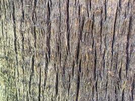 Texture of palm bark macro. Palm tree large trunk detailed structure background and texture of bark. Palm trunk and bark close-up. Rough brown palm tree wood bark natural texture background photo