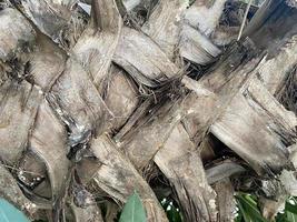 Palm tree trunk bark closeup. Natural gray textured background photo