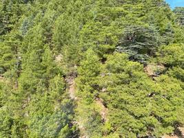 vista panorámica de pinos contra el cielo foto