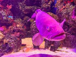 flocks of fish swim under water. an unusual, rare species of fish with large eyes. aquarium fish, observation of the underwater world in the oceanarium photo