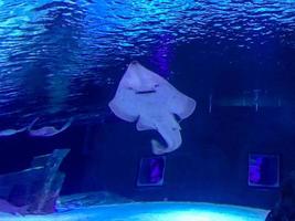 aquarium with fish. underwater marine animals, corals, plants. a white stingray fish swims under water on the waves. the fish has a big mouth with teeth, a predator photo