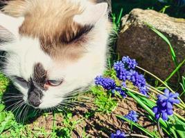 blue small flowers on the lawn. bouquet of flowers in the flowerbed, spring flowers muscari. next to a cat with white hair, a walk in the country with animals
