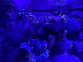 Wonderful and beautiful underwater in deep tropical sea and sun rays. Water texture in ocean with corals and tropical fish photo