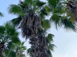 Palm leaves with fruits of dates on a background of sky. Tops of palm trees photo