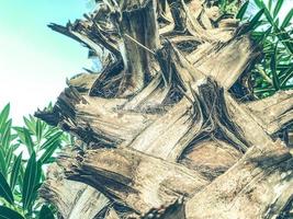 exotic trees in a hot, tropical country. palm trees with green, large leaves. tree trunk made of brown bark with villi photo