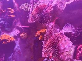 observation of the life of fish in the aquarium. unusual, exotic lionfish in zebra colors. fish swim among corals and algae photo