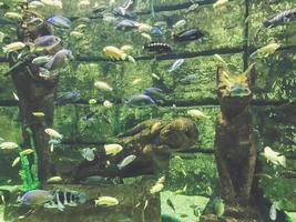 observación de la vida de los peces en el acuario. un pez exótico e inusual nada contra el telón de fondo de una pared de ladrillos y estatuas egipcias hundidas foto