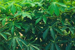 This is a photo of the leaves of a cassava tree that are very lush