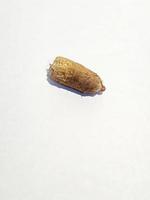 Isolated photo of ajwa date palm seeds. Ajwa dates or also known as Prophetic Dates