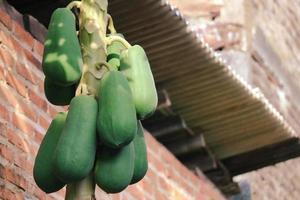 Some papayas that are still young are still attached to the tree. photo