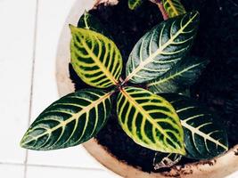 Leaf pattern of the Sanchezia Speciosa plant. photo