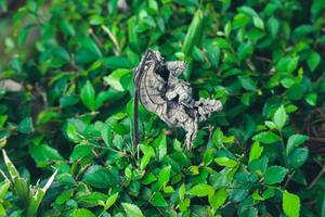 Forest tea or forest tea or Acalypha siamensis is a species of hedgerow ornamental plant belonging to the genus Acalypha photo