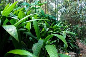 Green forest background photo