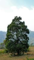 Tree mountain background photo