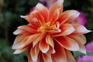 Dahlia orange flower photo