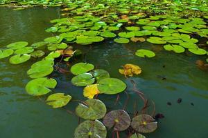 Lotus leaves pond photo