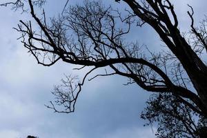 Tree silhouette sky photo