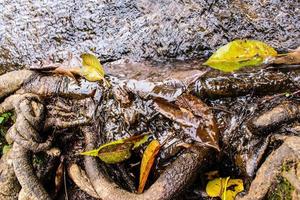 Water fall tree root photo