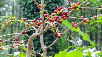 Red coffee bean plant photo