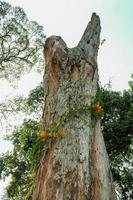 Flower bind Tree photo