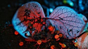 Macro Shot Of Glitter on A Flower In Karachi, Pakistan 2022 photo