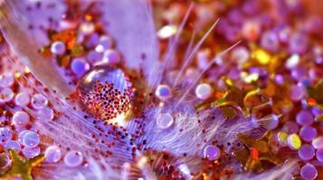 Water Drop Macro Shot On Feather In Karachi Pakistan 2022 photo