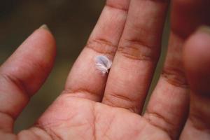 pequeña pluma en la mano humana foto