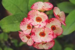 Closeup Of Flower In Outdoor Garden photo