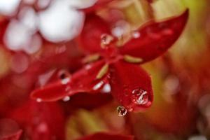 Closeup Of Dew Drops on Red Flower photo
