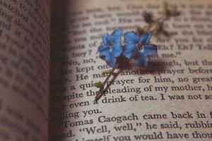 diminutas flores moradas en un viejo libro vintage foto