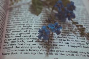 Tiny Purple Flowers In Old Vintage Book