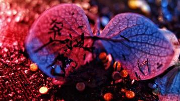 Macro Shot Of Glitter on A Flower In Karachi, Pakistan 2022 photo