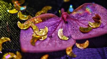 Macro Shot Of Glitter on A Flower In Karachi, Pakistan 2022 photo