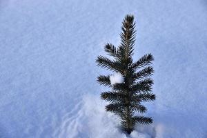 A small pine tree in the snow in the winter afternoon. A beautiful little Christmas tree in a winter field. Frozen spruce. photo