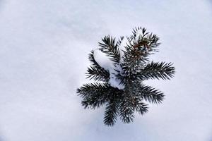 A small pine tree in the snow in the winter afternoon. A beautiful little Christmas tree in a winter field. Frozen spruce. photo