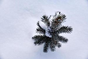 un pequeño pino en la nieve en la tarde de invierno. un hermoso arbolito de navidad en un campo de invierno. picea congelada. foto