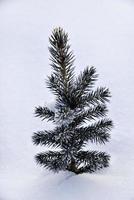 A small pine tree in the snow in the winter afternoon. A beautiful little Christmas tree in a winter field. Frozen spruce. photo